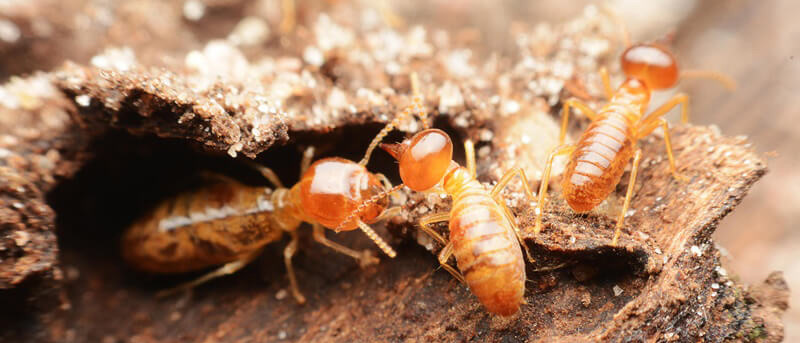 Close-up of subterranean termite soldiers and workers — the most damaging termite species in Arizona